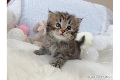 販売中の大阪府のサイベリアン-109698の2枚目